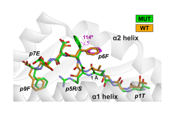 Illustration from a recent publication describing structural features of define neoantigens, published in the journal PNAS in 2023