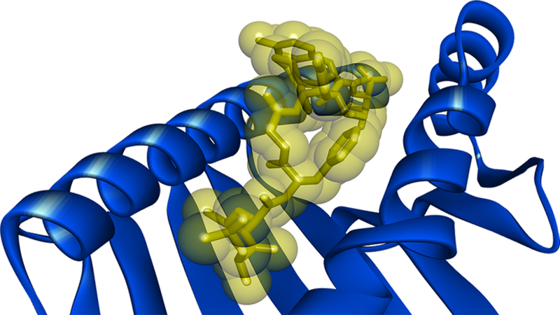 Illustration of a peptide presented by a class I major histocompatibility complex protein