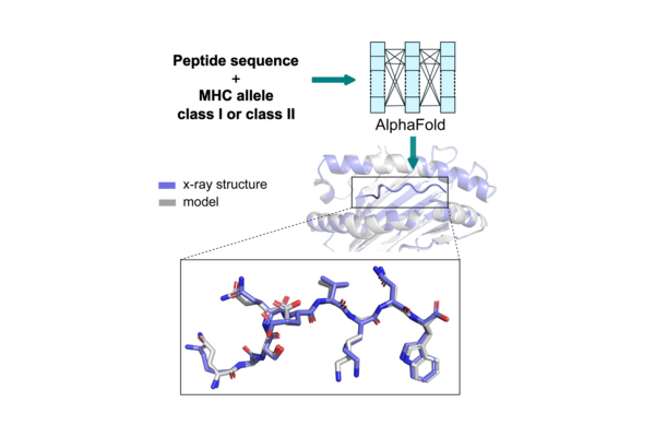 Illustration highlighting a recent paper describing protein modeling published in the journal Structure in 2024