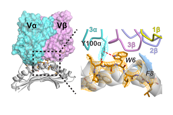 Illustration of the structure of a T cell receptor in complex with the HHAT ovarian cancer antigen, highlighting the lab's project on neoantigens and cancer vaccines