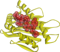 A 3D structure of a peptide/MHC complex