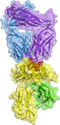 Image of the 3D structure of a T cell receptor complex