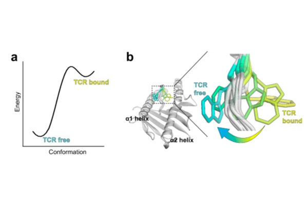 Image from Ma et al., Nature Communications 2025