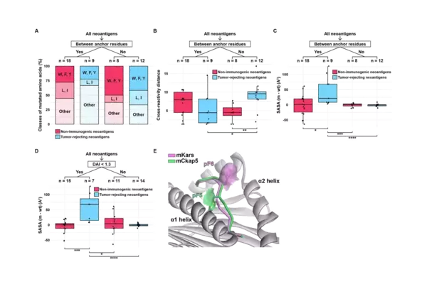 Image from a 2025 publication in the Journal for ImmunoTherapy of Cancer, part of a collaboration with a team in Arizona
