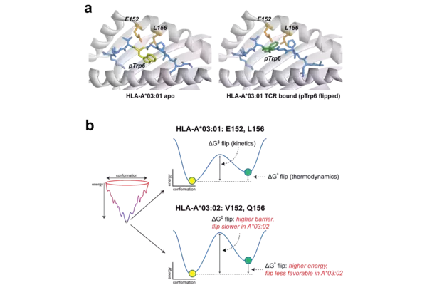 Image from a 2026 publication in BioEssays
