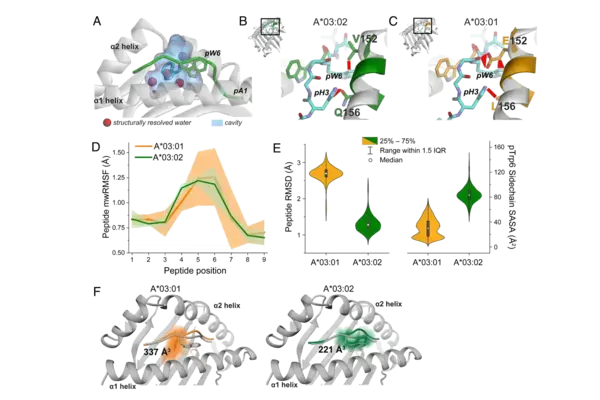 Image of peptide and MHC protein dynamics from a 2026 publication in PNAS